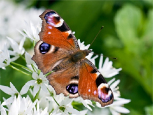 Green light for Wildlife Consultancy!