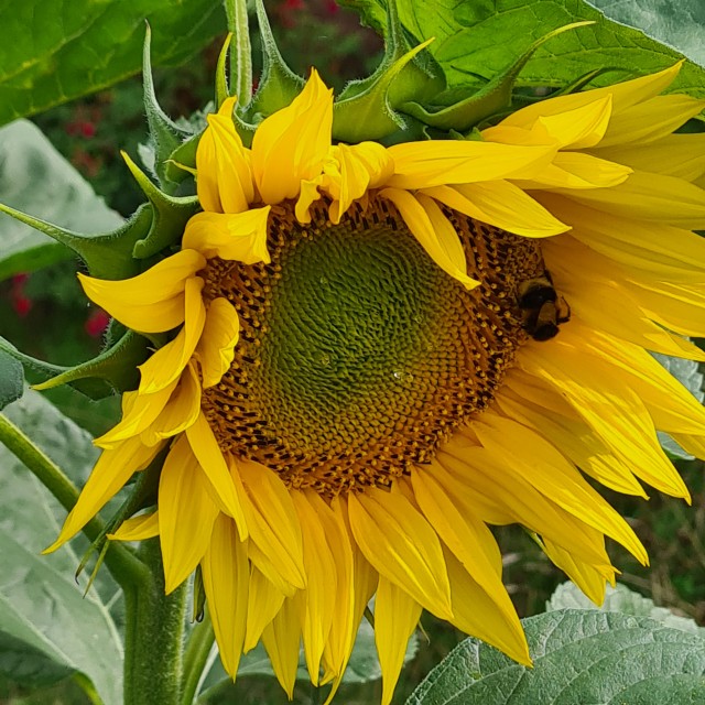 Sunflower