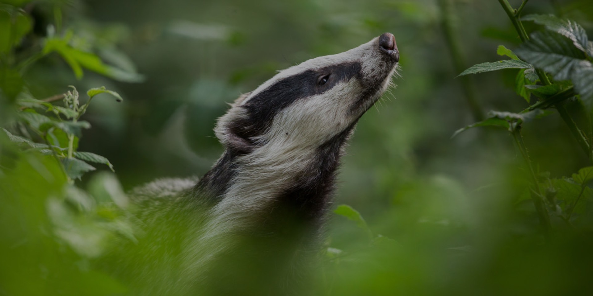 The Worcestershire Wildlife Consultancy